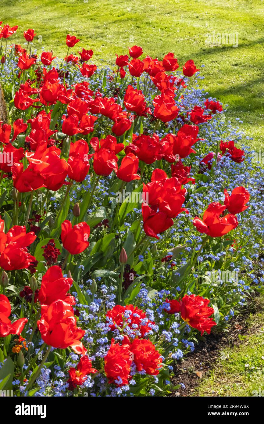 Angleterre, Sussex, West Sussex, Arundel, Château d'Arundel, Les jardins, Tulips in Bloom Banque D'Images