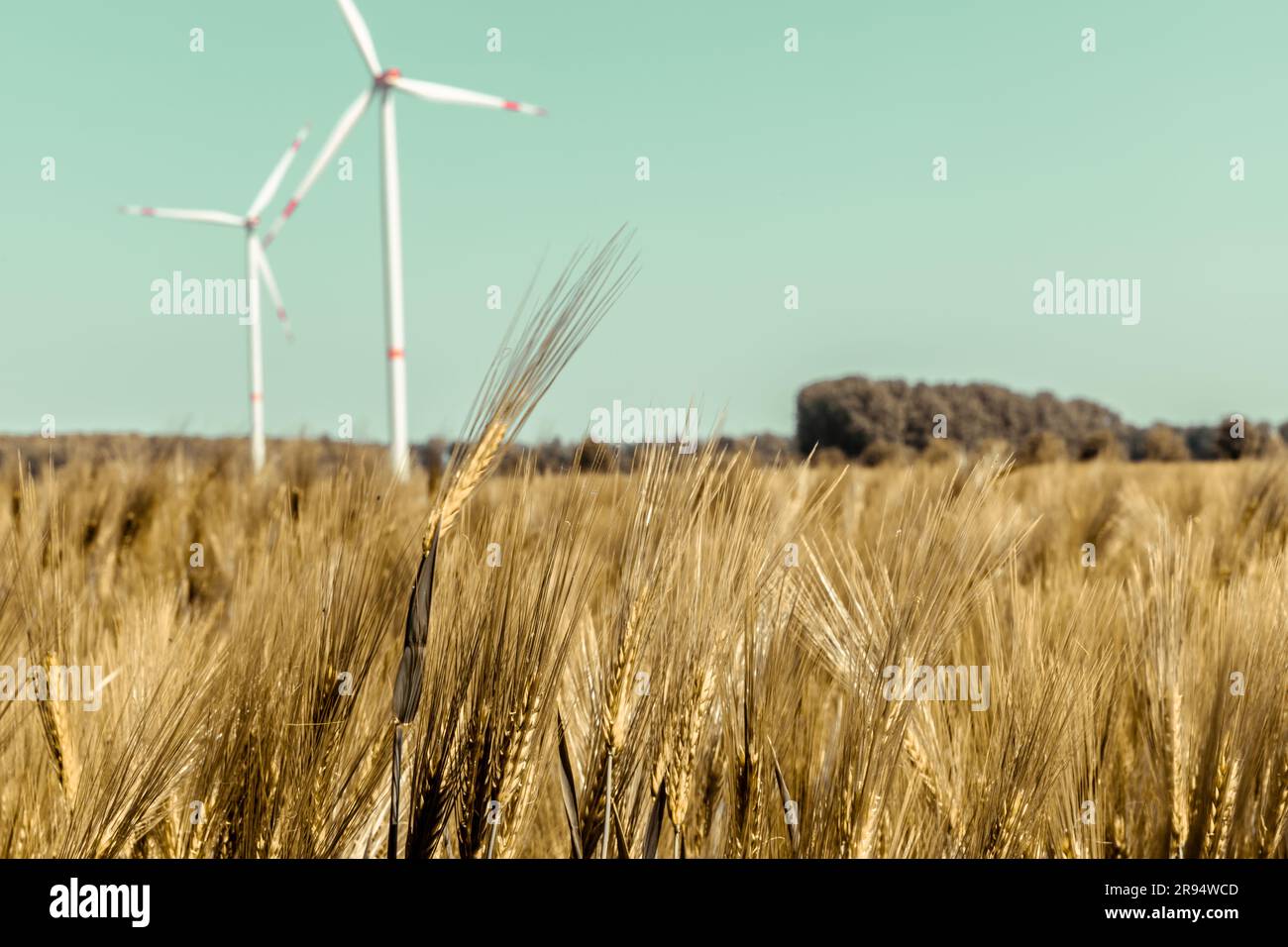 Éolienne dans le champ de maïs à Grevenbroich Allemagne Banque D'Images