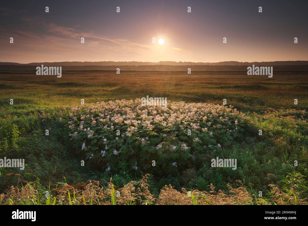 Fleurs sauvages et lever du soleil dans la plaine de Sarobetsu Banque D'Images