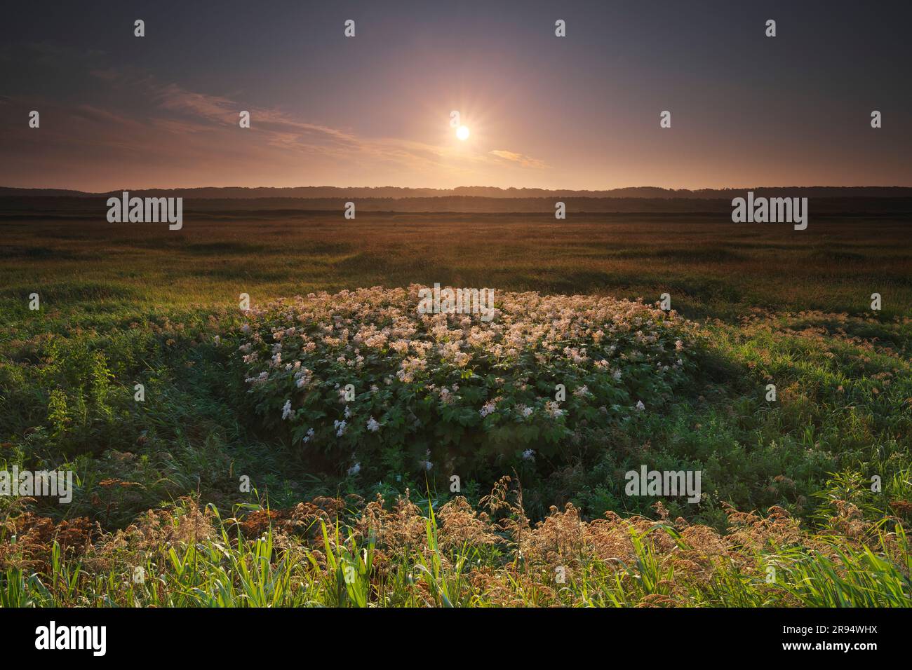 Fleurs sauvages et lever du soleil dans la plaine de Sarobetsu Banque D'Images