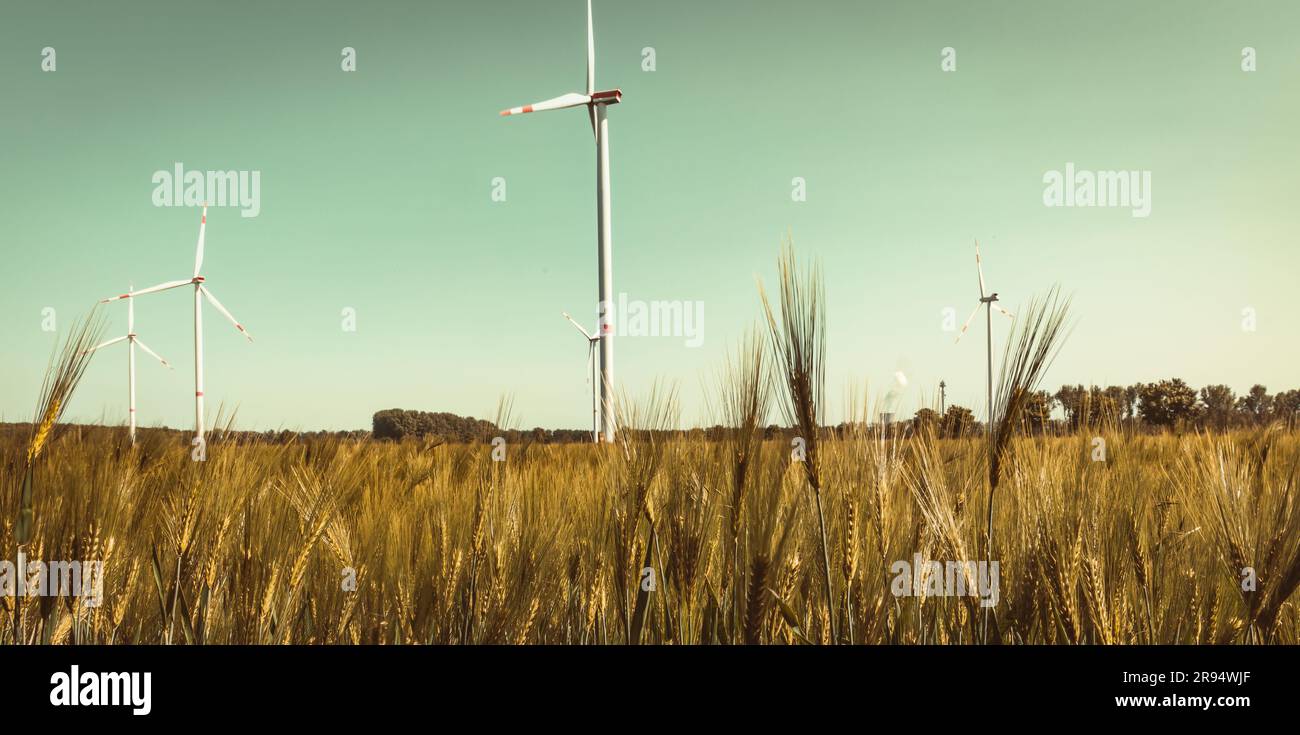 Éolienne dans le champ de maïs à Grevenbroich Allemagne Banque D'Images