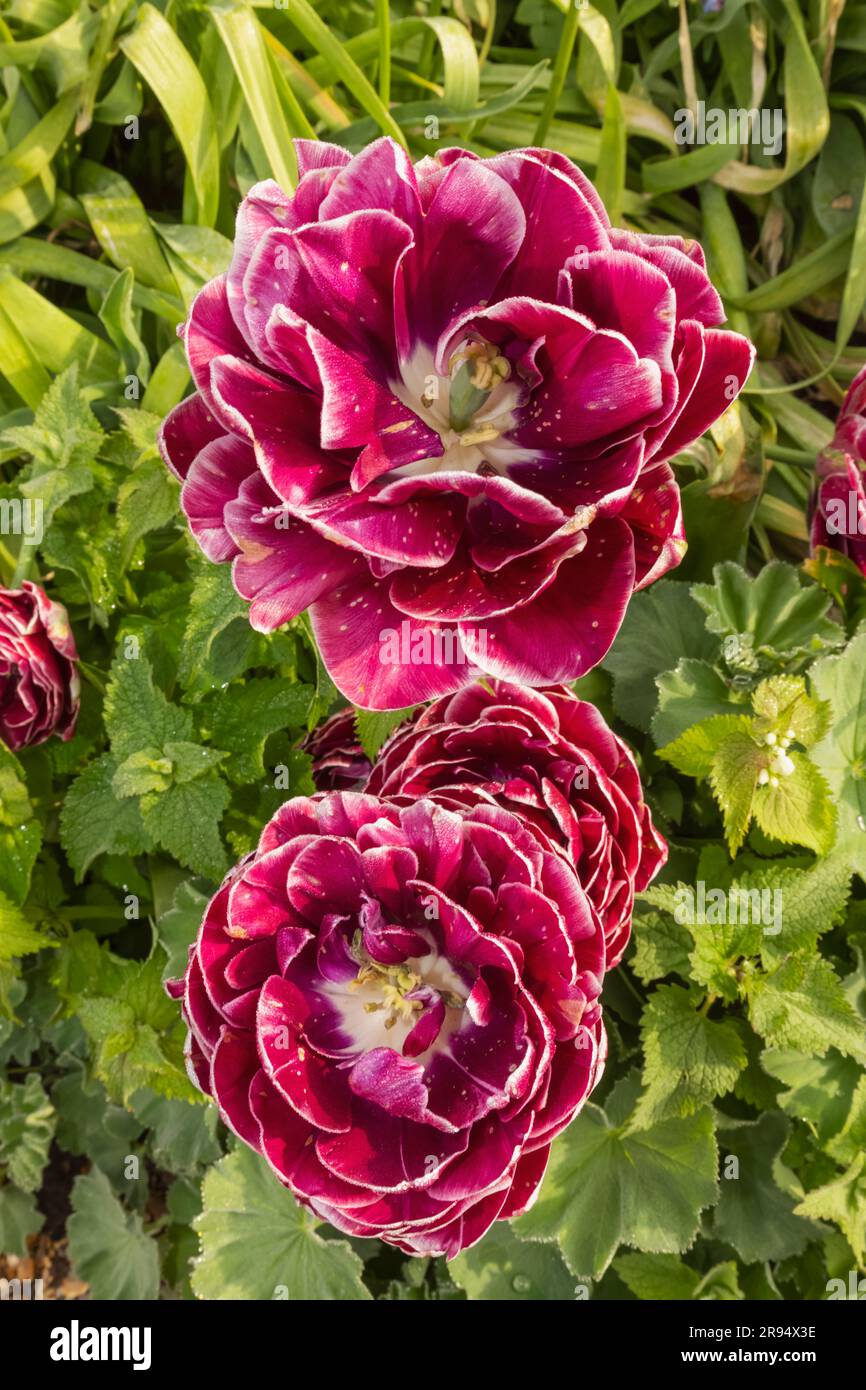 Angleterre, Sussex, West Sussex, Arundel, Château d'Arundel, Les jardins, Tulips in Bloom Banque D'Images