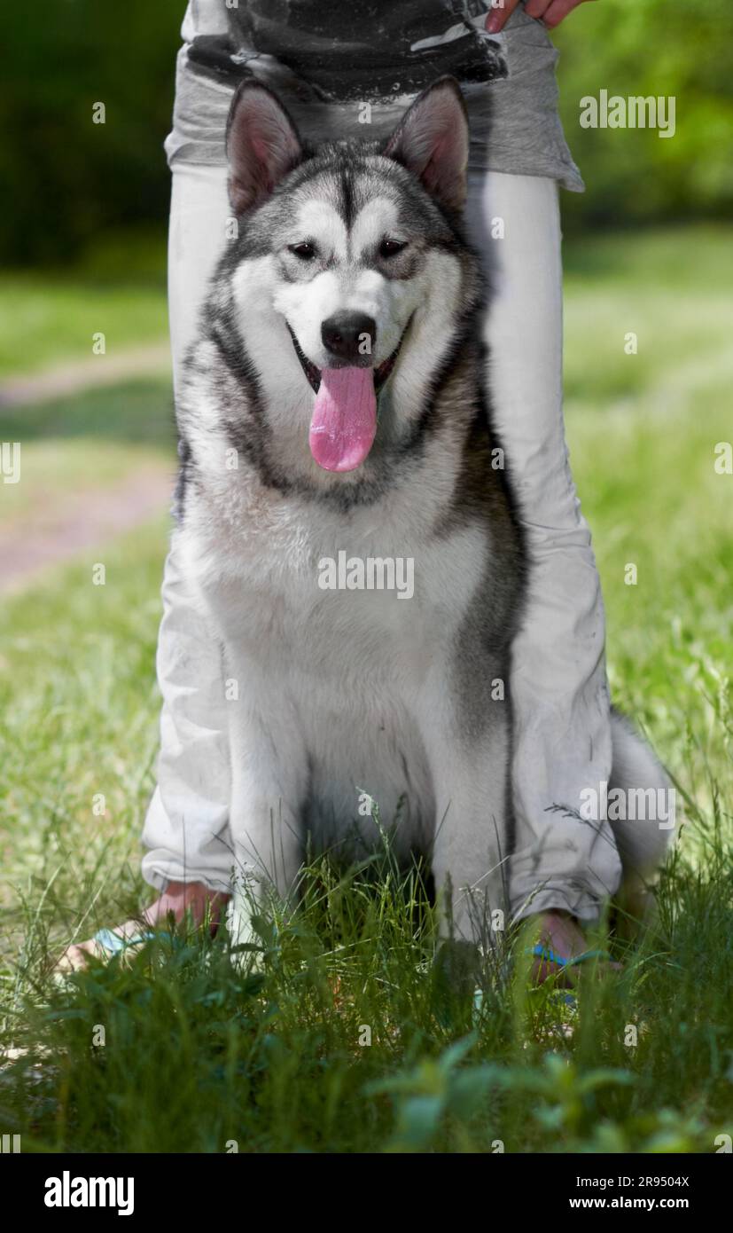 Portrait, chien et husky au parc avec le propriétaire, assis sur l'herbe et se liant ensemble. Chien sibérien, animal et personne avec animal de compagnie dans la nature pour se détendre Banque D'Images