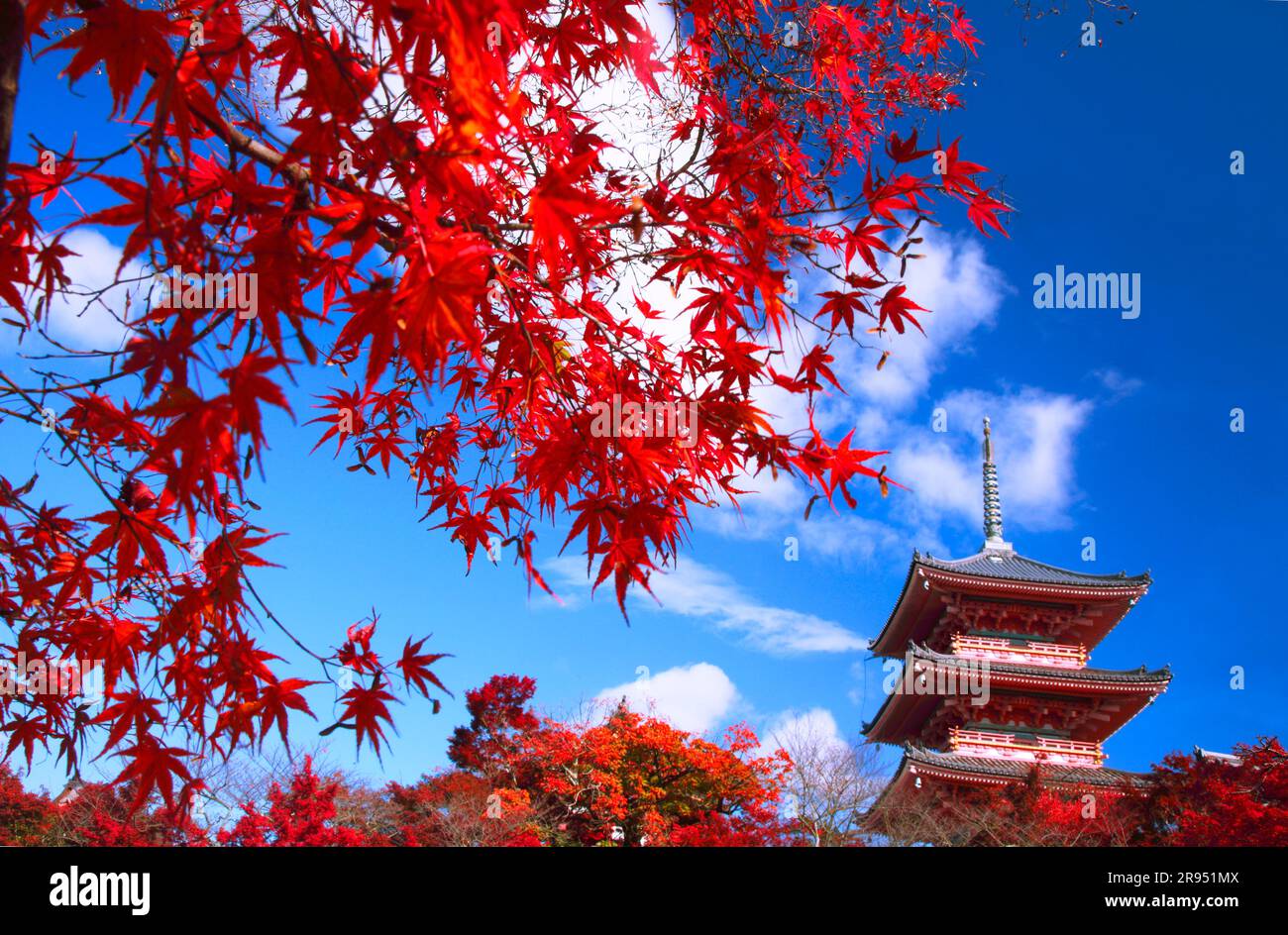 Temple Kiyomizu dans les feuilles d'automne Banque D'Images