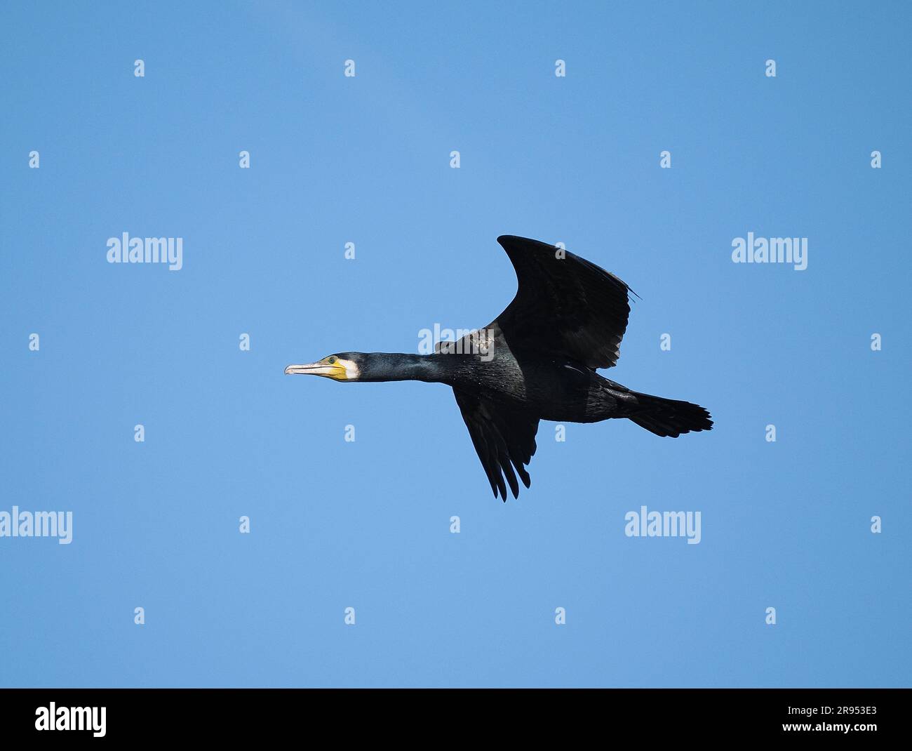 Les cormorans trouvent maintenant des arbres intérieurs et des sites à rôtir en dehors de la saison de reproduction, ici volant d'un sur un modèle de vol régulier. Banque D'Images