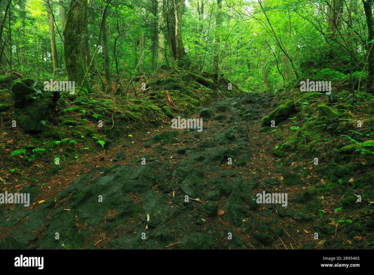 Aokigahara Mer des arbres Banque D'Images