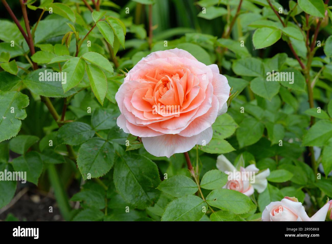 Gros plan de la rose du Bush « c'est une vie merveilleuse », rose de l'année 2022 Banque D'Images