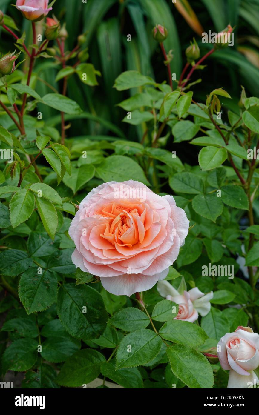 Gros plan de la rose du Bush « c'est une vie merveilleuse », rose de l'année 2022 Banque D'Images