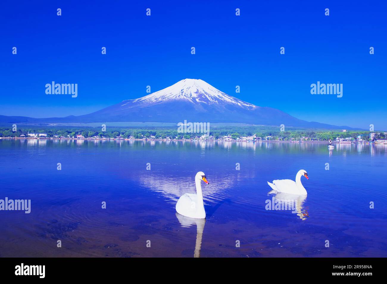 Swan et Mont Fuji Banque D'Images