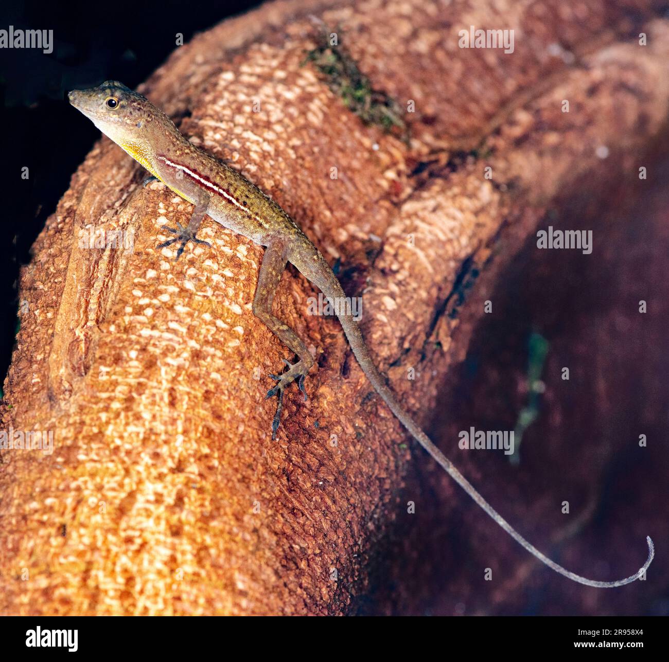 Anolis polylepis (Anolis polylepis) du parc national d'iedras Blancas, Costa Rica. Banque D'Images