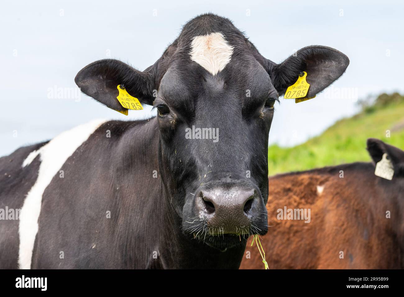 La vache laitière avec un morceau d'herbe dans sa bouche fixe dans la caméra. Banque D'Images