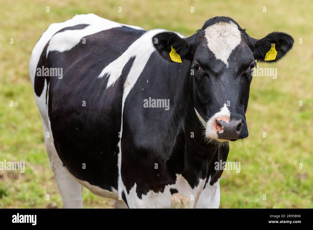 La vache laitière fixe dans la caméra. Banque D'Images