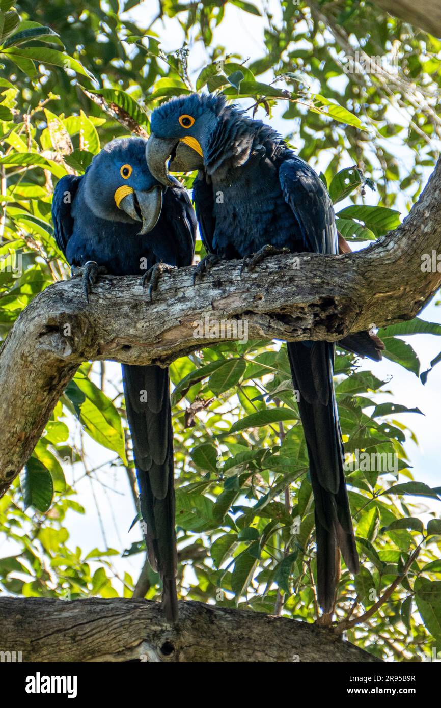 Grand Ara ararauna bleu dans l'habitat forestier vert foncé à Pantanal, Brazi. Le perroquet de maca. Banque D'Images