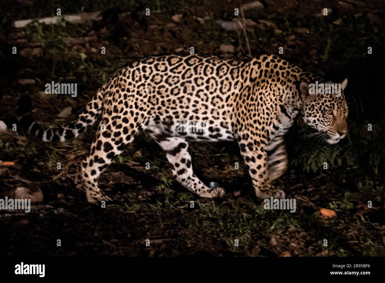 Jaguar la nuit dans le pantanal Banque D'Images