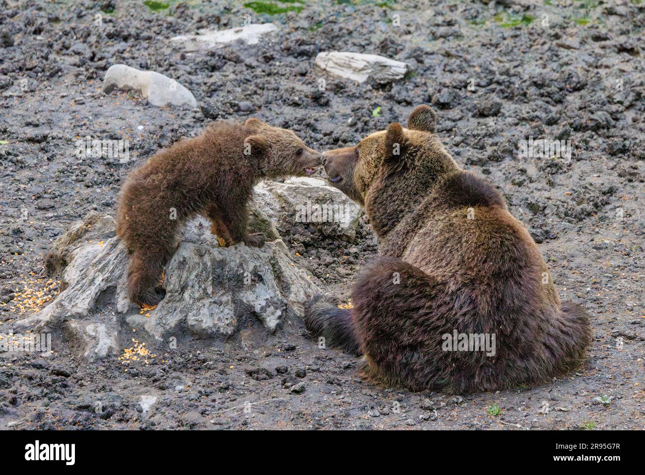 photo touchante d'ours bruns européens dans la nature une mère et un cub se frottant le nez lors d'un tour d'observation des ours en slovénie Banque D'Images
