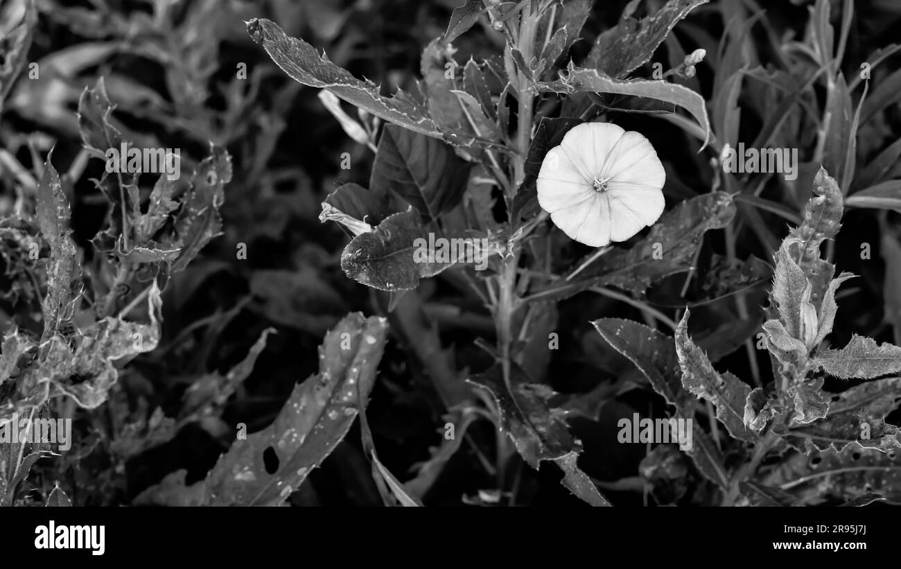 Fleur sauvage blanche unique en fleur en plein champ Banque D'Images