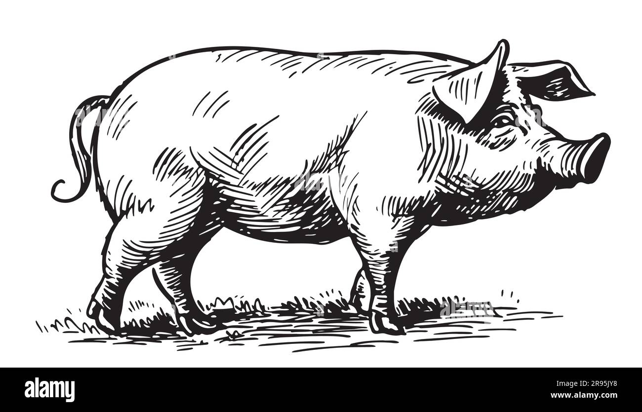 Dessin de porc de ferme dessiné à la main dans l'illustration de style Doodle Illustration de Vecteur