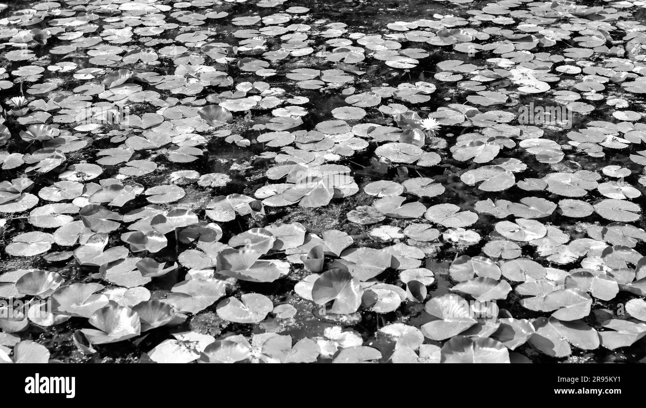 motif de coussins de nénuphars verts flottant sur l'eau de l'étang Banque D'Images