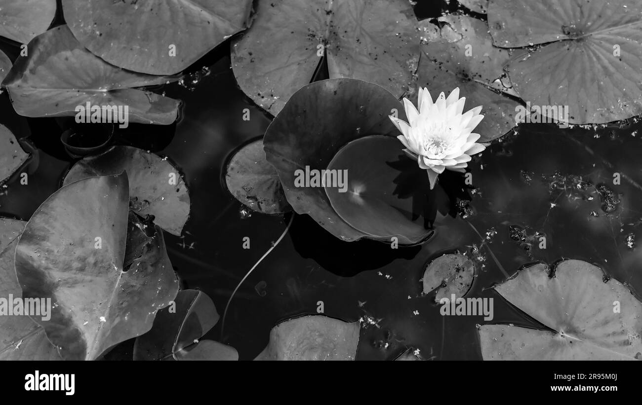 image en gros plan de la fleur blanche du tampon de nénuphars flottant au-dessus de l'eau de l'étang et des coussins de nénuphars Banque D'Images