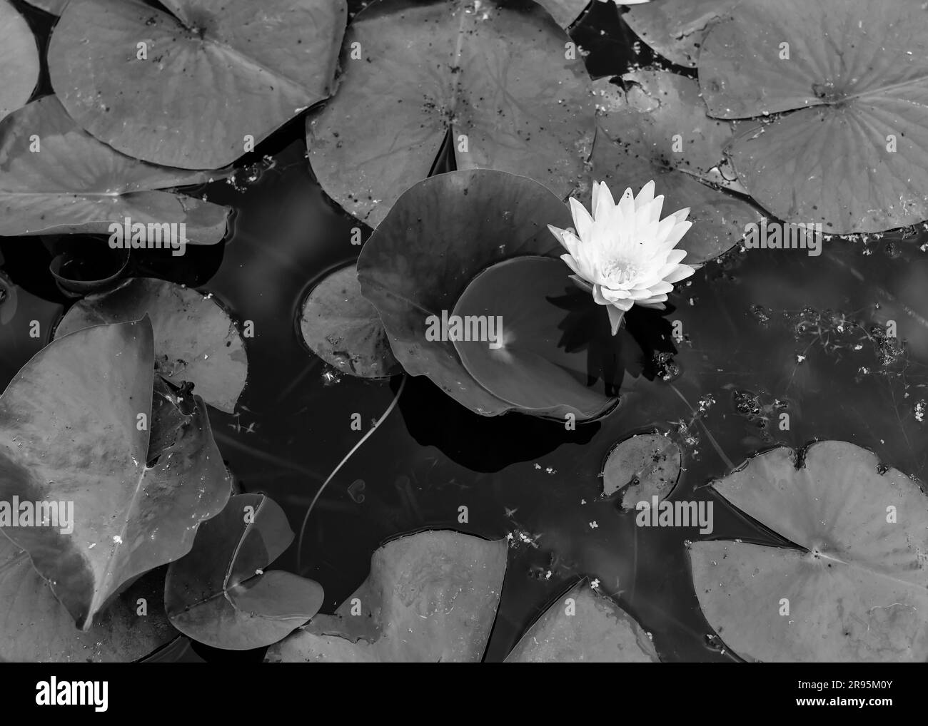 image en gros plan de la fleur blanche du tampon de nénuphars flottant au-dessus de l'eau de l'étang et des coussins de nénuphars Banque D'Images