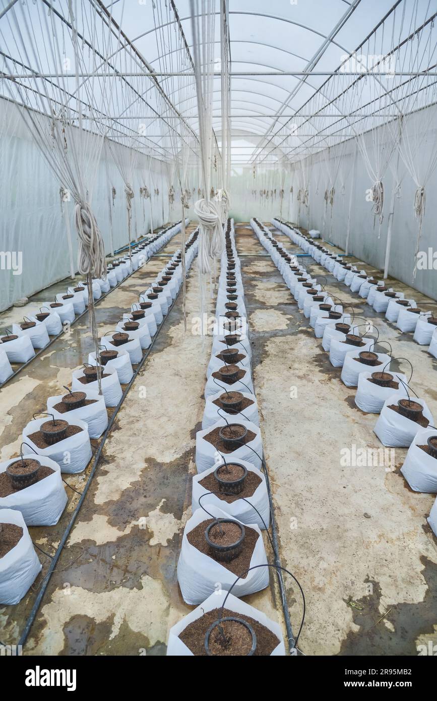 Système d'irrigation goutte à goutte en serre de melon Banque D'Images