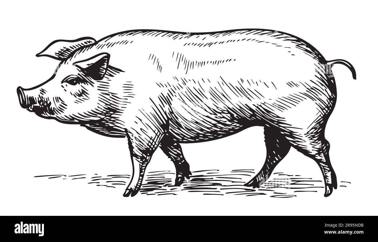 Gros cochon dessin dessiné à la main illustration de l'agriculture Illustration de Vecteur
