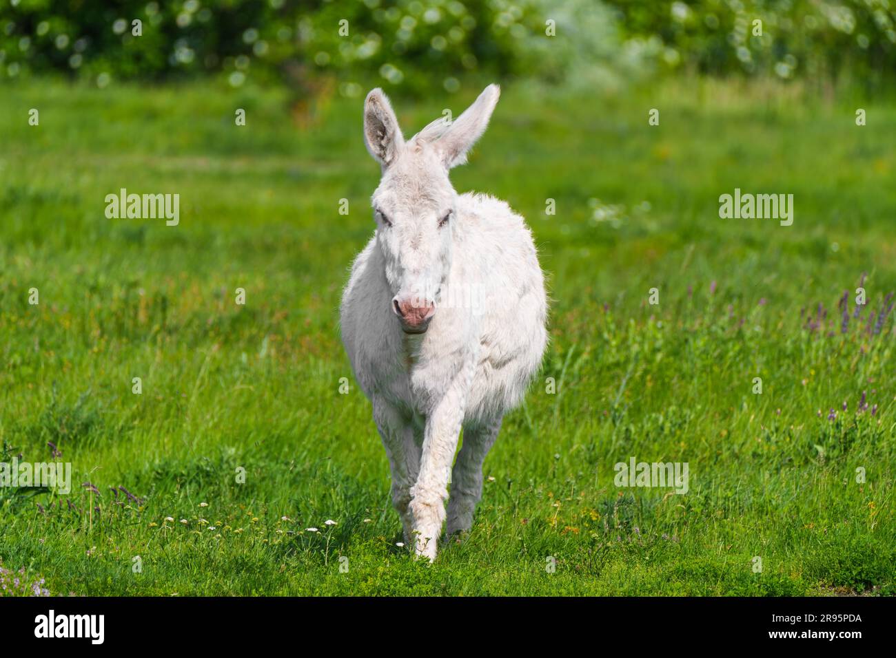L'âne blanc austro-hongrois ou l'âne baroque (Equus asinus asinus) est en pâturage, parc national du lac Neusiedl, Burgenland, Autriche Banque D'Images