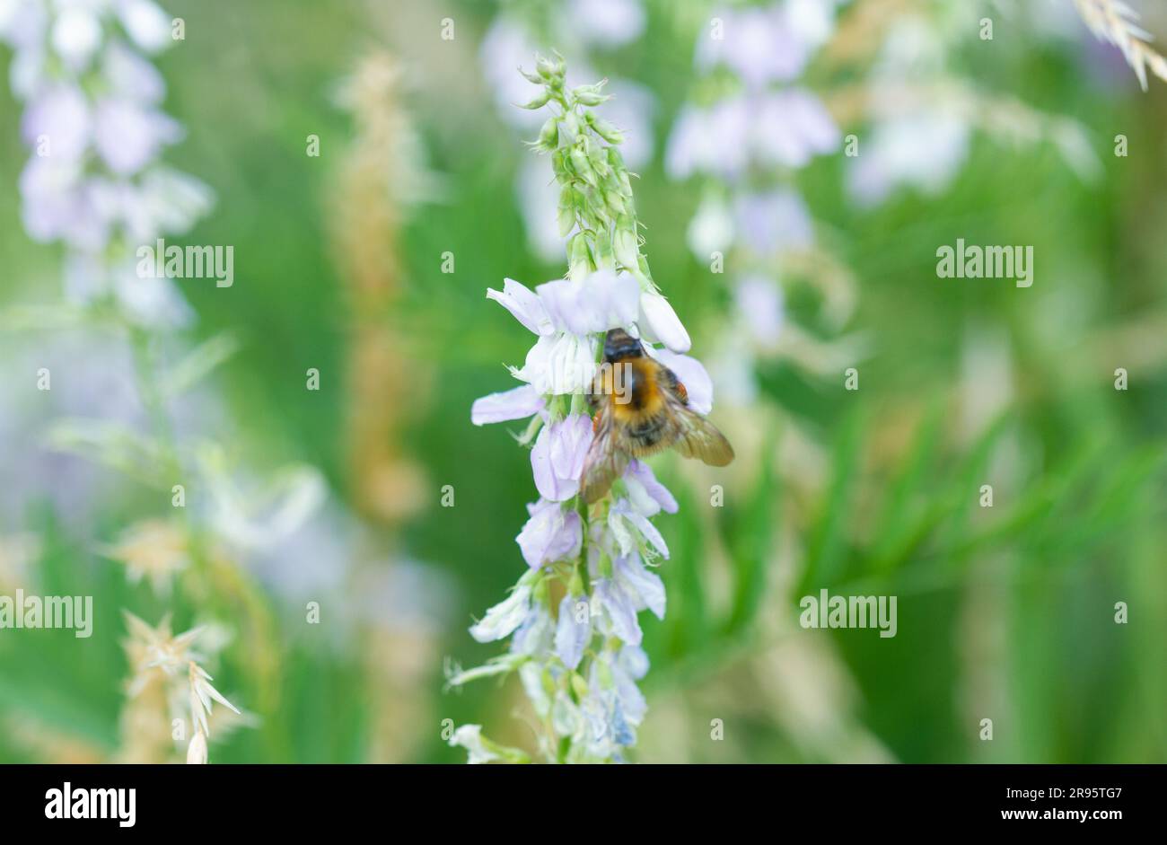 Essex, Royaume-Uni. 24/06/23. Environnement, faune et nature. Les populations d'abeilles continuent d'être affectées de façon préjudiciable, à l'échelle mondiale, par une combinaison d'agents stressants biologiques, chimiques et environnementaux, dont l'acarien de varroa et le petit coléoptère des ruches qui attaquent les colonies d'abeilles, ainsi que par la prédation par la propagation des Hornets asiatiques. Les populations d'abeilles ont des répercussions négatives sur le changement climatique et sont touchées par une perte croissante d'habitat due aux changements dans l'utilisation des terres, aux nouveaux développements urbains, à l'agriculture intensive et aux pesticides. Helen Cowles / Alamy Live News. Banque D'Images