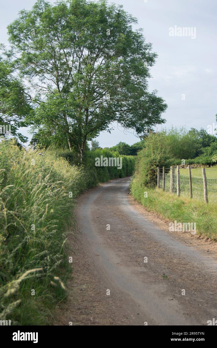 Country Lane à travers la campagne de Cumbria Banque D'Images