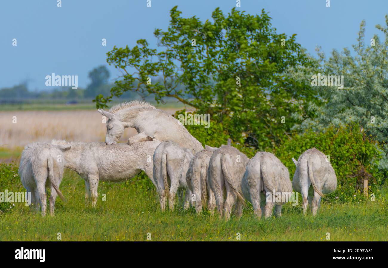 L'âne blanc austro-hongrois ou l'âne baroque (Equus asinus asinus) est en pâturage, parc national du lac Neusiedl, Burgenland, Autriche Banque D'Images