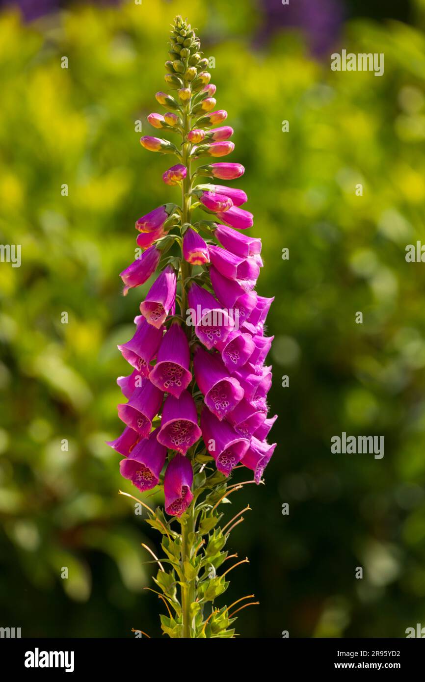 Foxglove en pleine fleur Banque D'Images