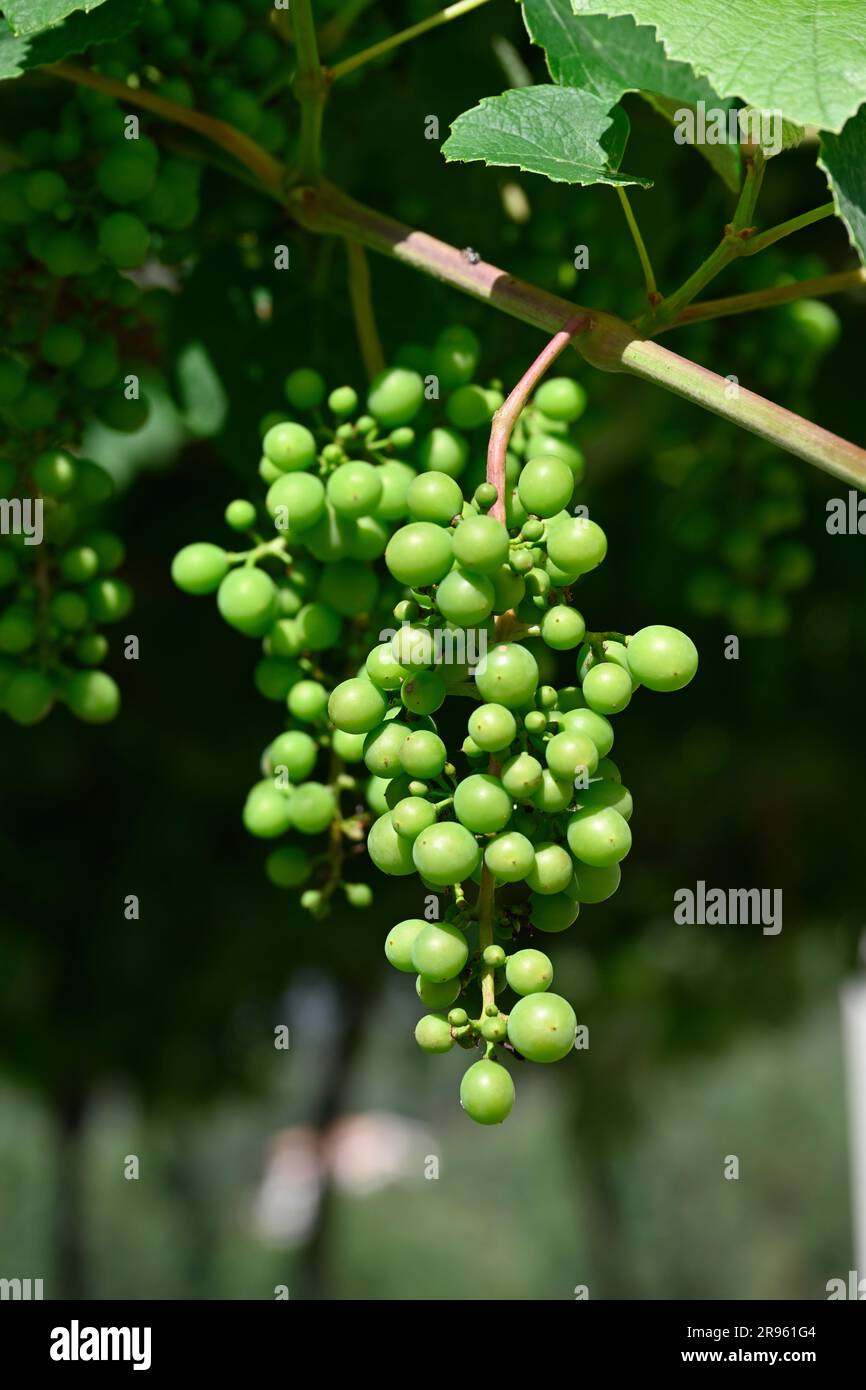Grappe de jeunes raisins en grappe accrochée à la vigne Banque D'Images