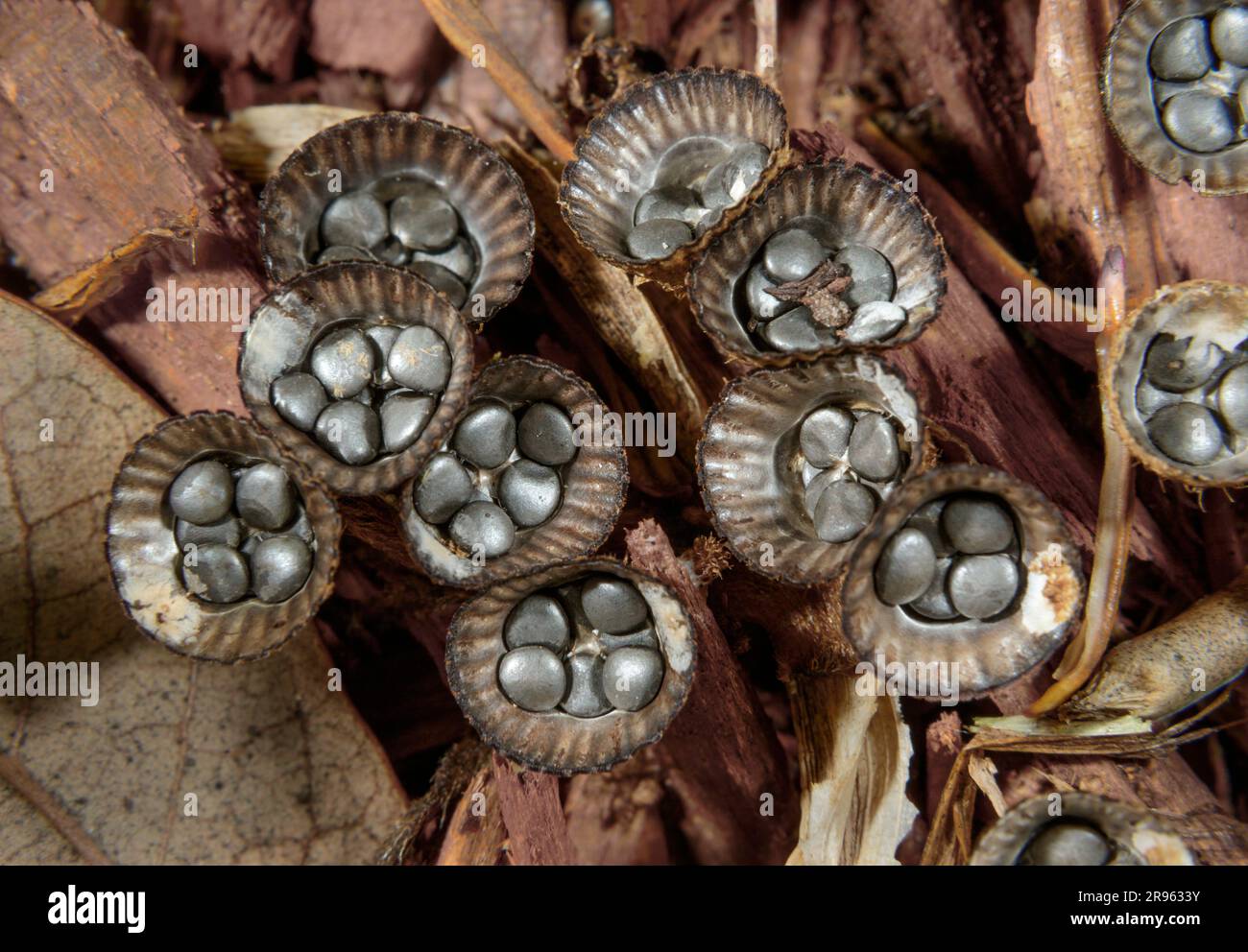 Champignon de nid d'oiseau cannelé (Cyathus striatus) sur des copeaux de bois, Galveston, Texas, États-Unis. Banque D'Images