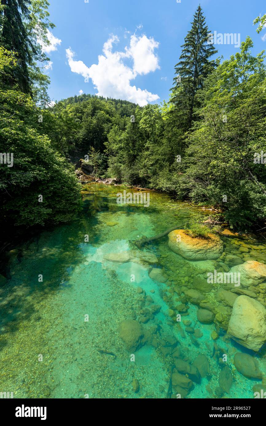 Gorge de Vintgar : l'embrasser de la nature. La rivière turquoise reflète la lumière du soleil. Jeu de lumière et de couleur captivant. Arbres imposants, ciel bleu. Banque D'Images