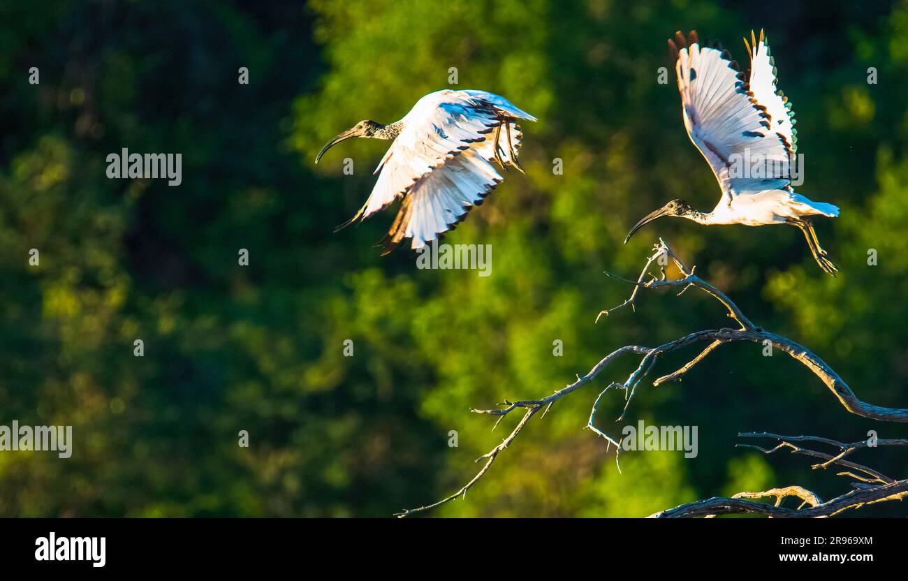 Prendre l'avion. Une paire d'ibis sacrés africains quittent leur roost en début de matinée à Malatse Dam Hide, parc national de Pilanesberg. Banque D'Images