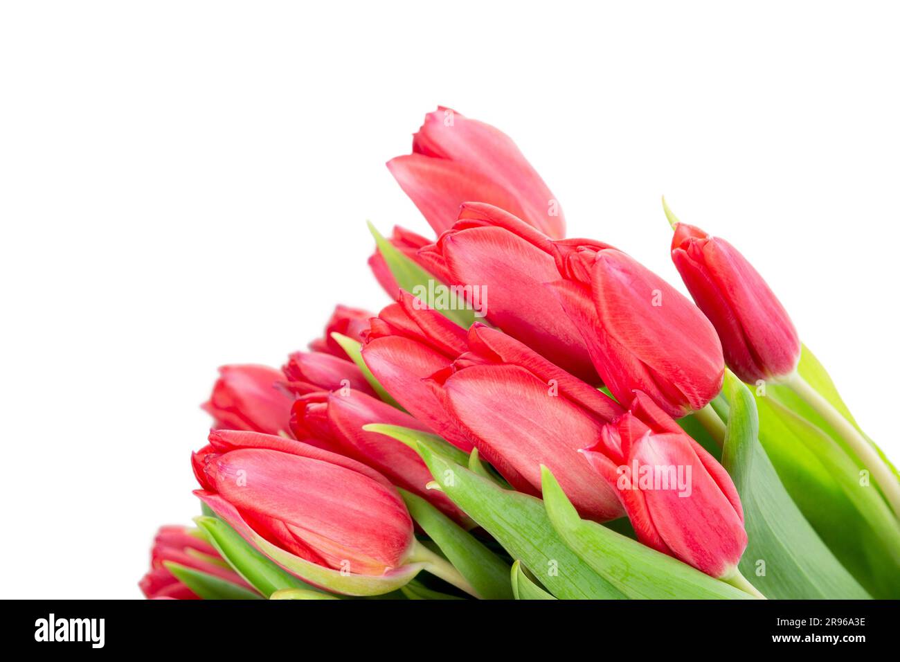 Tulipes isolées. Bouquet de tulipes isolé sur fond blanc avec passe-bande. Banque D'Images