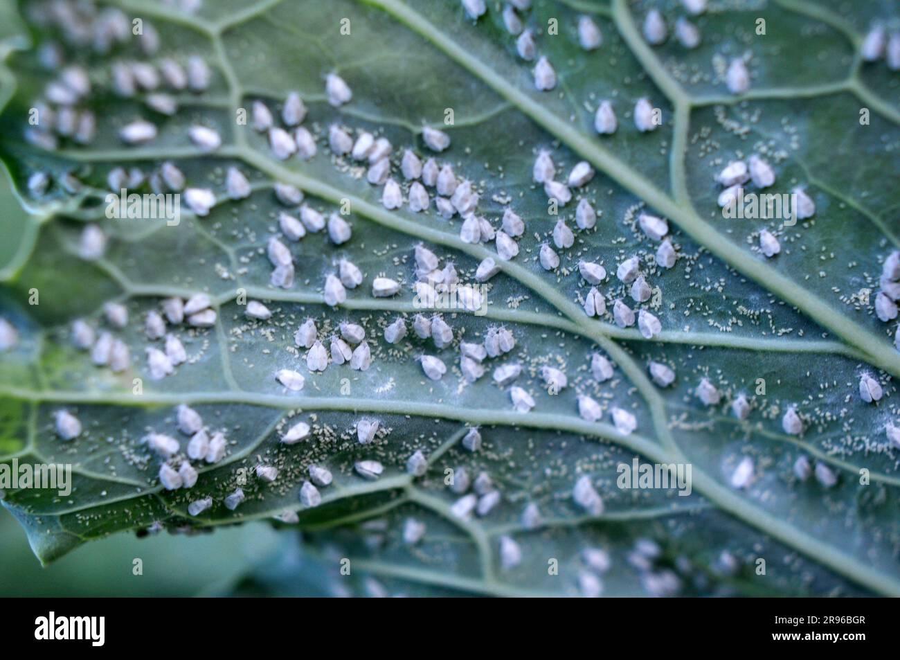 Papillon très nocif (Aleyrodes prolétella) sur la plante Banque D'Images