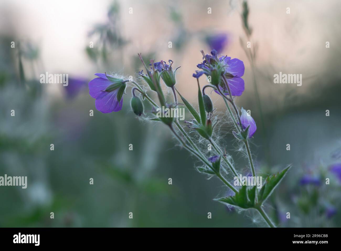 Bec de crane en bois en fleurs, Geranium sylvaticum Banque D'Images