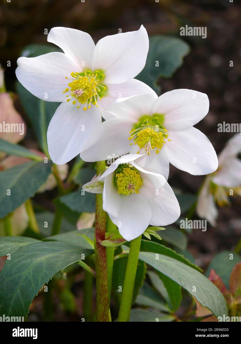 Roses de Noël, nénuphars fleuris dans le jardin Banque D'Images