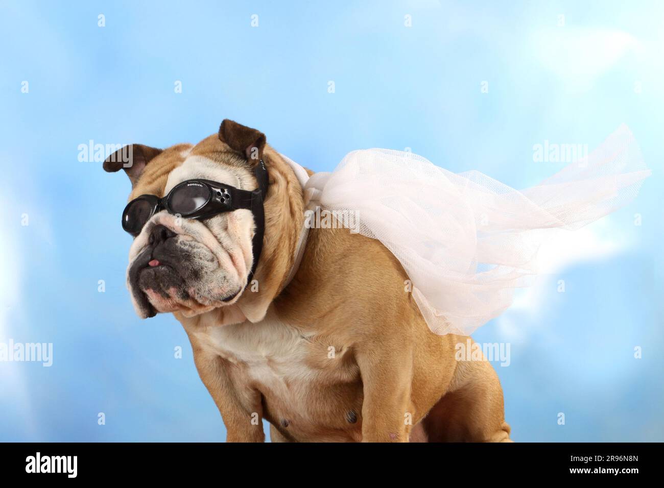 Bulldog anglais en tenue aviateur, lunettes aviateur Banque D'Images