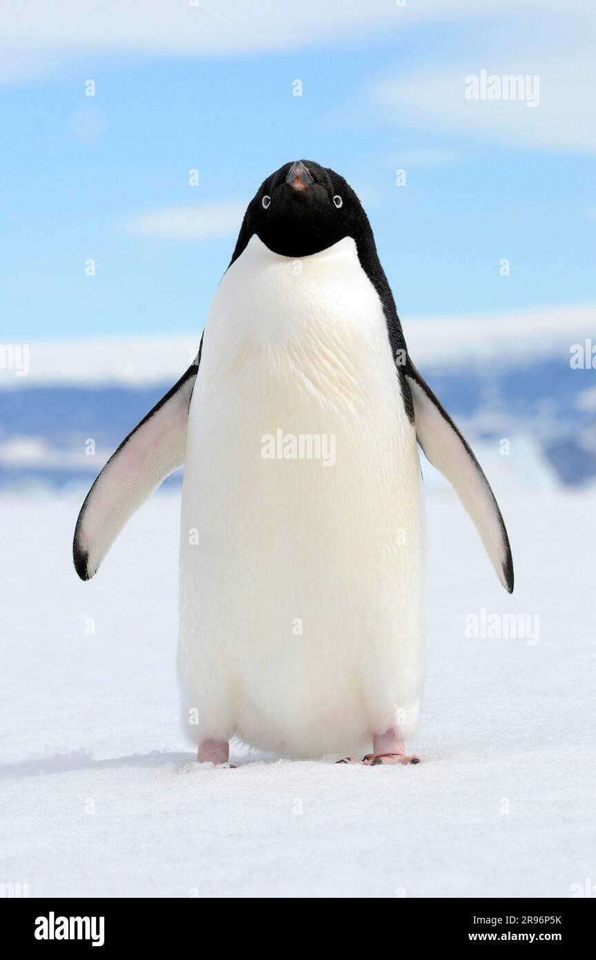 Manchot Adélie (Pygoscelis adeliae), l'Antarctique Banque D'Images