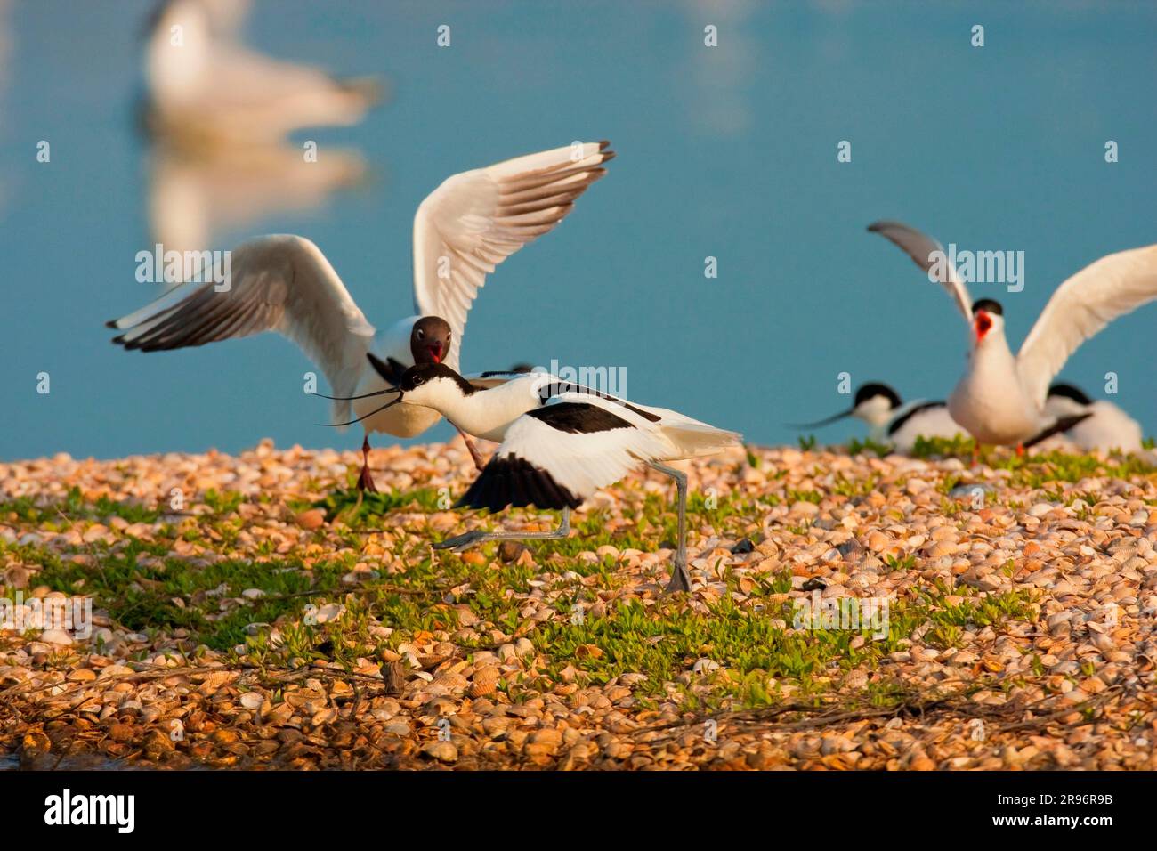 Avoquets (Recurvirostra avosetta), Mouette à tête noire (Chericocephalus ridibundus), Texel, pays-Bas Banque D'Images