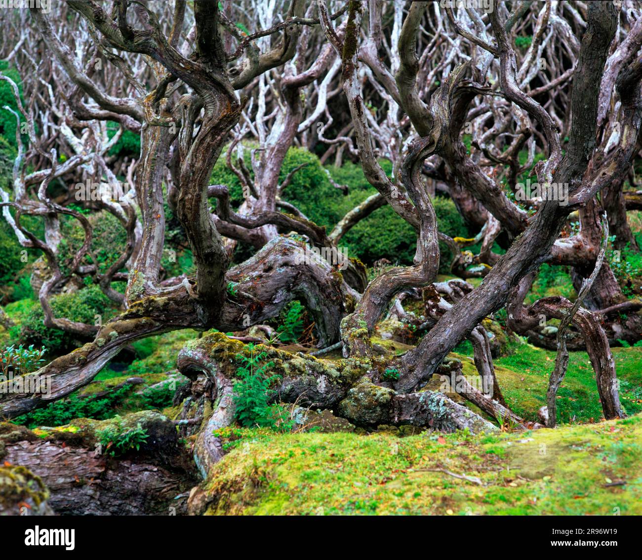 Arbres Rata (Metrosideros), arbre Ironwood, arbre Rata, île Enderby, Nouvelle-Zélande Banque D'Images