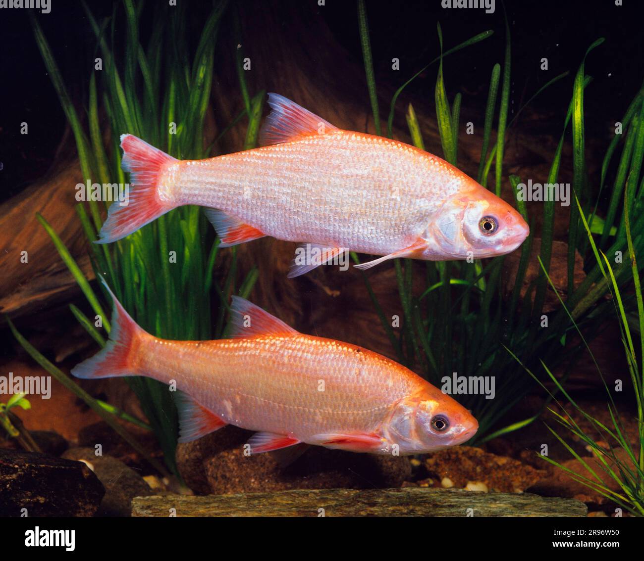 Orfen (Leuciscus idu), Goldorfe, Aland, Nerfling, latéral, gratuit Banque D'Images