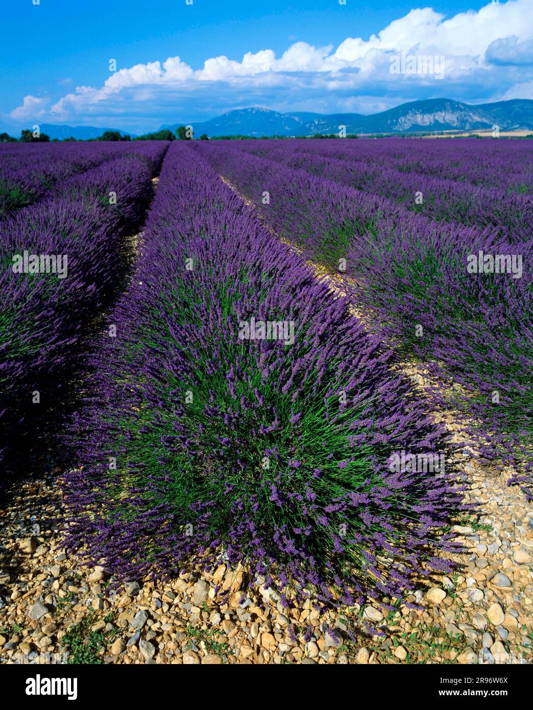 Champ de lavande (Lavendula angustifolia), vraie lavande Banque D'Images