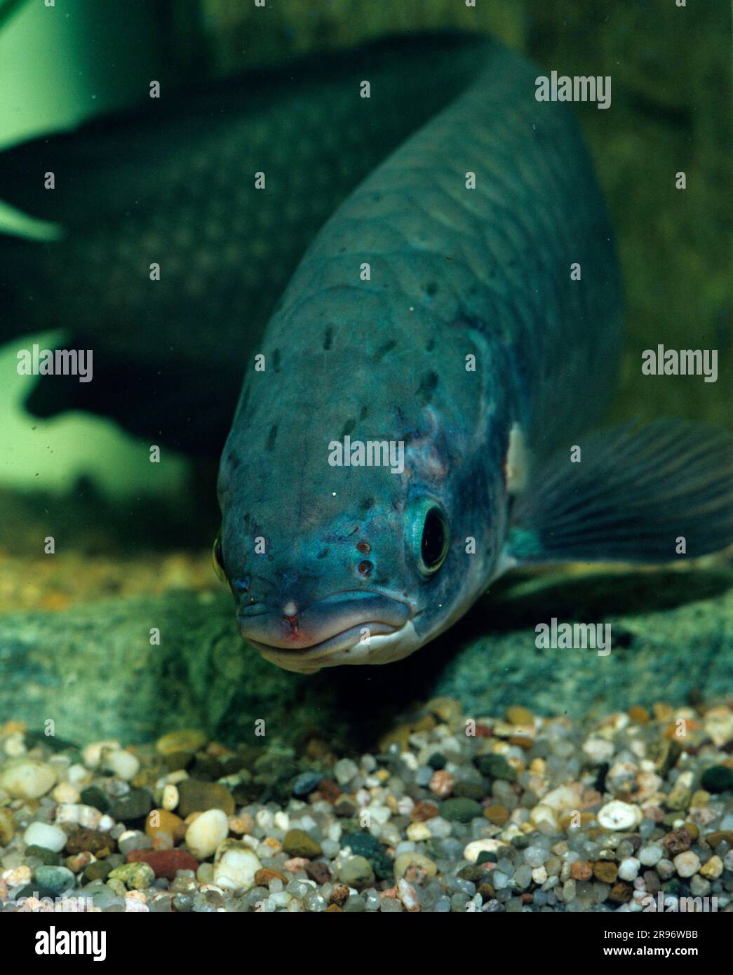 Afro-Arowana (Clupisudis niloticus), fowler d'os du Nil, fowler d'os du Nil, fowler d'os d'Afrique de l'Ouest (Heterotis niloticus) Banque D'Images