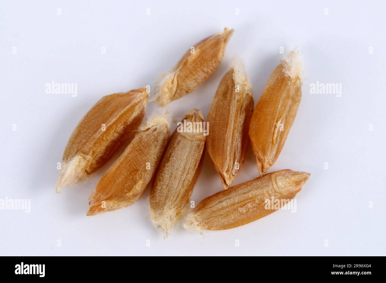 Blé turanien (Triticum turanicum), grains de blé Banque D'Images