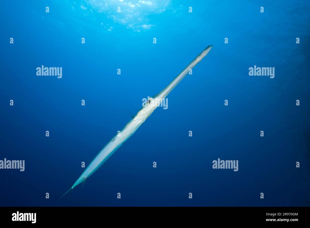 Cornetfish rouge (Fistularia commersonii), exempté, Égypte Banque D'Images