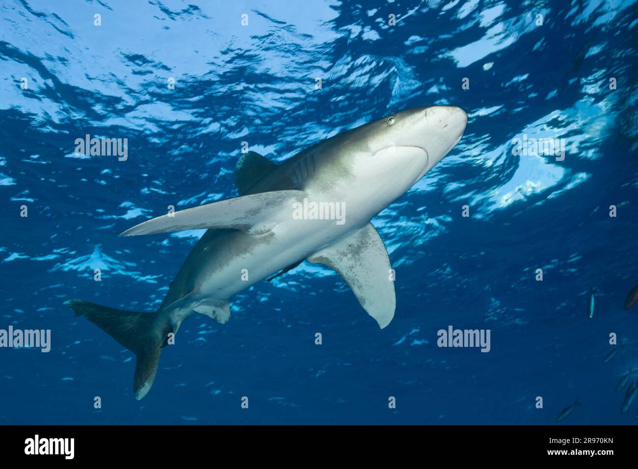 Requin blanc océanique (Carcharhinus longimanus), Îles Brothers, Mer Rouge, requin blanc océanique, libérable, Égypte Banque D'Images