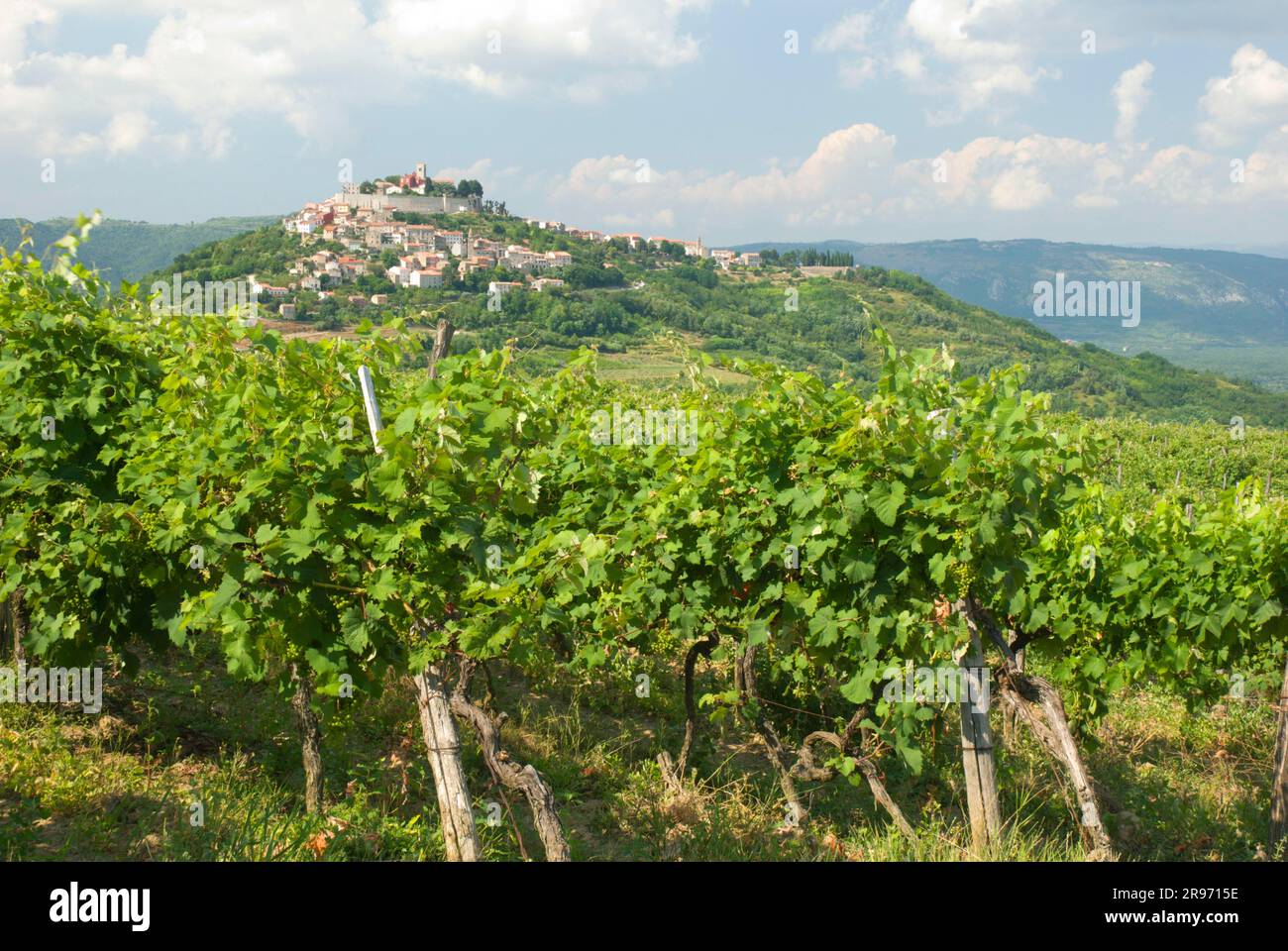 Vignobles, village de montagne Motovun, vallée de la Mirne, Istrie, Croatie Banque D'Images